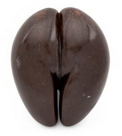 Coco de Mer Nut Specimen