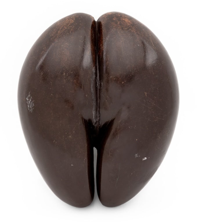 Coco de Mer Nut Specimen (1 of 6)