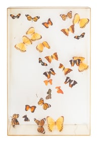 Butterfly Taxidermy Specimens, 28