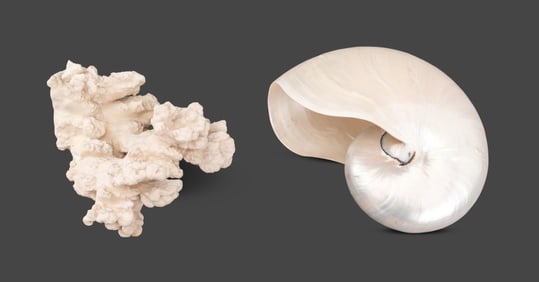 Marine Specimens, 2