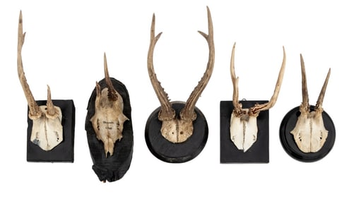 Roe Buck Antler Mounts, 5