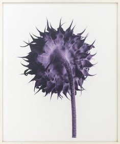 John Hall "Sunflower Study, Plum" Digital Print