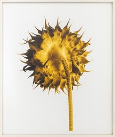 John Hall "Sunflower Study, Ochre" Digital Print