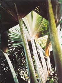 Cy Twombly "Souvenir of D'Arros & Gaeta", 1992