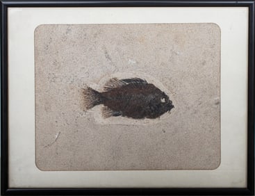 Prehistoric Fish Fossil "Priscacara Serrata"