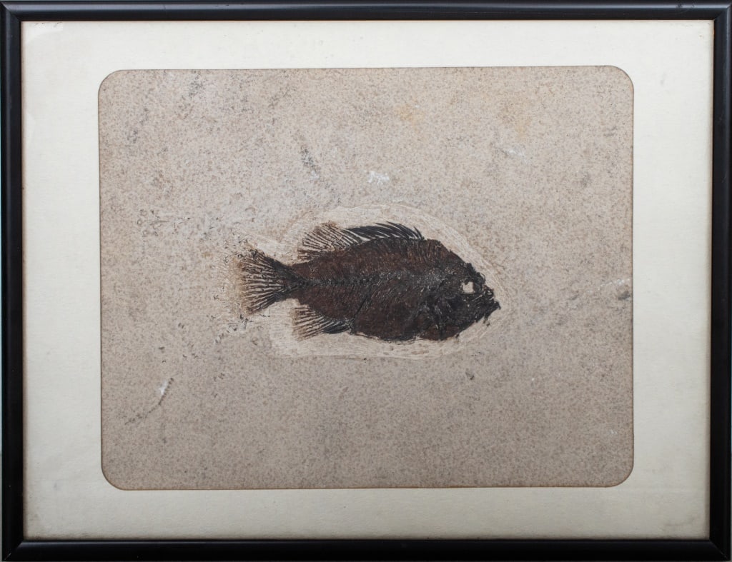 Prehistoric Fish Fossil "Priscacara Serrata" (1 of 6)