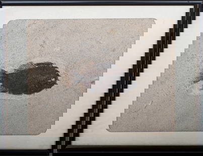 Prehistoric Fish Fossil "Priscacara Serrata": Prehistoric Fish Fossil "Priscacara Serrata", embedded in plaster, framed. Fish: 5" L; image: 8" H x 9.5" L; frame: 10.5" H x 13" W x 1" D. Provenance: From a New York City Collection. Keywords: Fossi