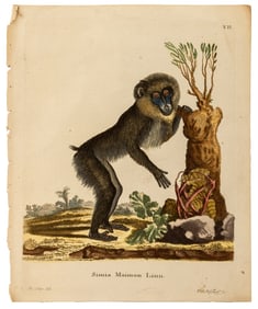 Jacques de Seve "Simia Maimon Linn" Engraving
