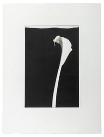 Robert Mapplethorpe Style Calla Lily Lithograph