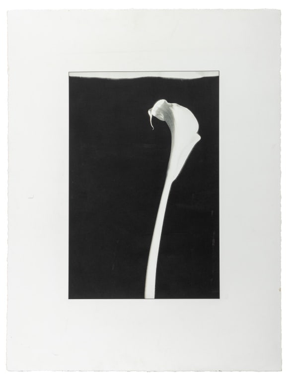 Robert Mapplethorpe Style Calla Lily Lithograph (1 of 5)