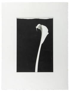 Robert Mapplethorpe Style Calla Lily Lithograph: Robert Mapplethorpe Style, Calla Lily, Lithograph on Paper, apparently unsigned, unframed. Image: 23" H x 15" W; sheet: 36" H x 27.5" W. Provenance: From a New York City Collection. Keywords: Prints,