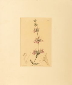 Edward's Botanical Register "Labiatae" Engraving