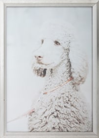 Contemporary School Portrait of a Poodle Print