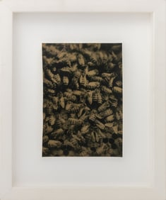 Robert Stivers Bees Gelatin Silver Print, 2006