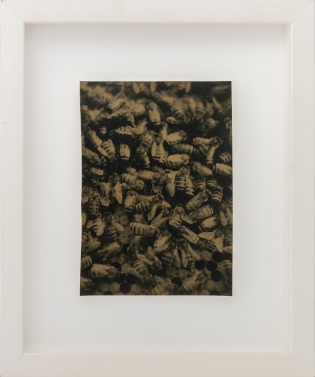 Robert Stivers Bees Gelatin Silver Print, 2006: Robert Stivers (American, b. 1953), Bees, Gelatin Silver Print, 2006, apparently unsigned, Santa Fe Art Auction label to the reverse, painted white wood frame. 6.75" H x 5" W; frame: 12" H x 10" W x 1