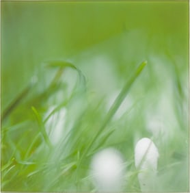 Marisa Telleria Diez "Q Tips 3" Color Photograph