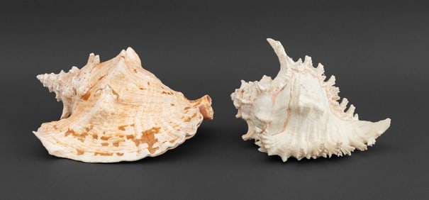 Queen Conch Shell Specimens, 2