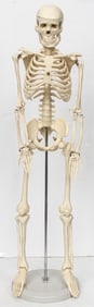 Anatomical Model of a Human Skeleton