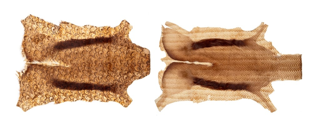 Animal Hide Rugs, 2 (1 of 12)