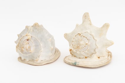 Large Helmet Conch Shell Specimens, 2