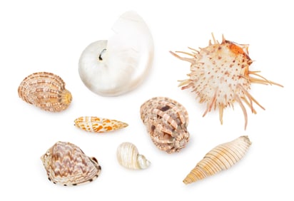 Collection of Marine Specimen Seashells, 8