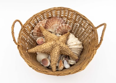 Collection of Marine Specimen Seashells, 50+