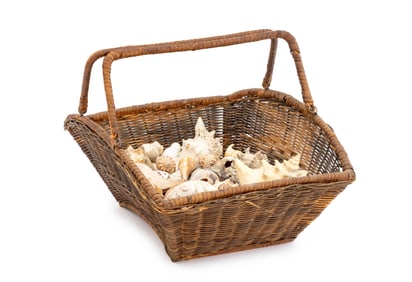 Collection of Marine Specimen Seashells, 50+