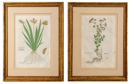 Botanical Hand-Colored Engravings, Pair