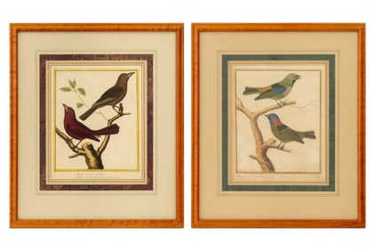 Francois Martinet Bird Hand-Colored Engravings, 2