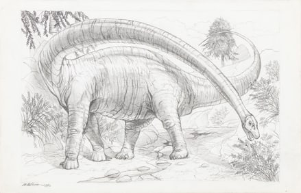 Michael Rothman Brontosaurus Graphite on Paper