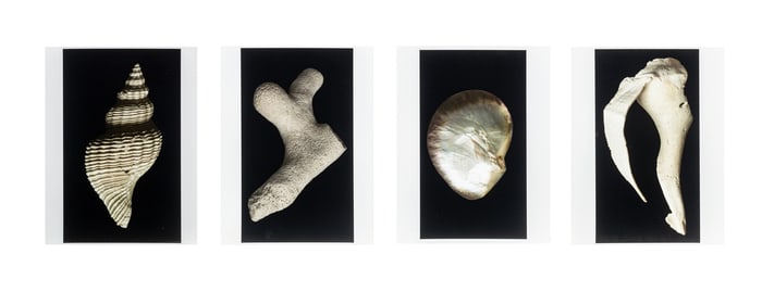 Anne Sager Seashell Composition Photographs, 4