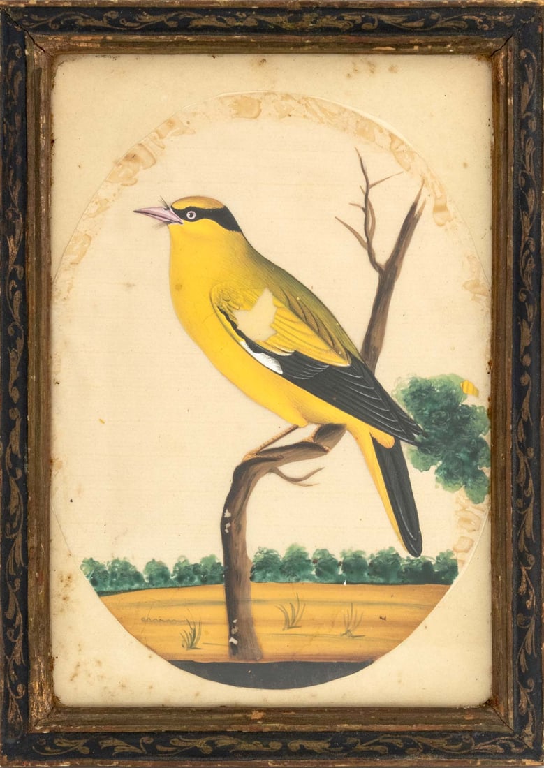 English School Golden Oriole Gouache, 19th C: English School, Golden Oriole, Gouache on Paper, 19th century, ebonized and giltwood frame. Image: 5.5" H x 4" W; frame: 7" H x 5.25" W x 0.5" D. Provenance: From a Greenwich, Connecticut Estate. Keyw
