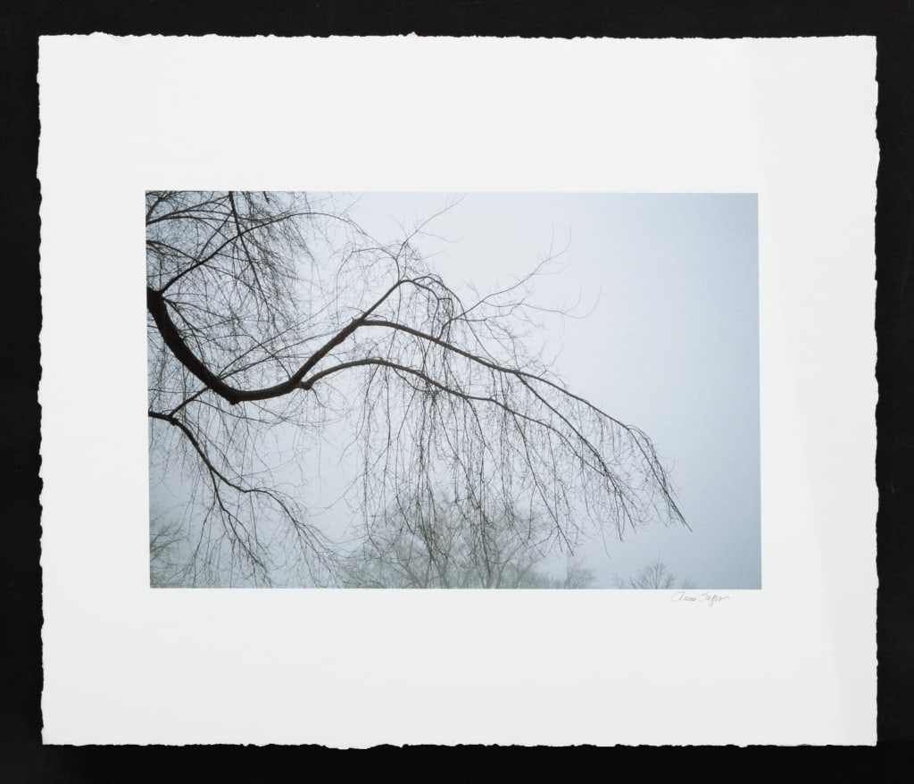 Anne Sager Forest in Fog Digitized Iris Print (1 of 6)