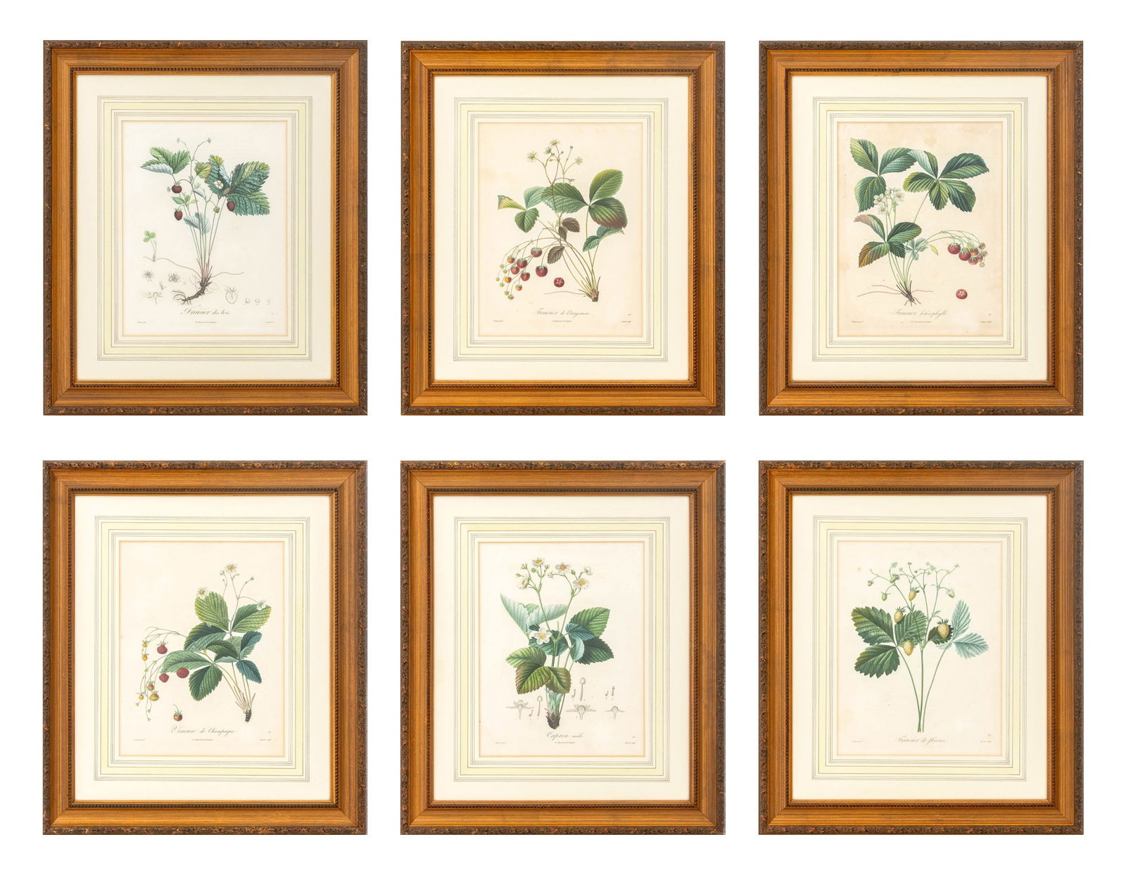 After Pierre A. Poiteau Botanical Aquatints, 6 (1 of 20)