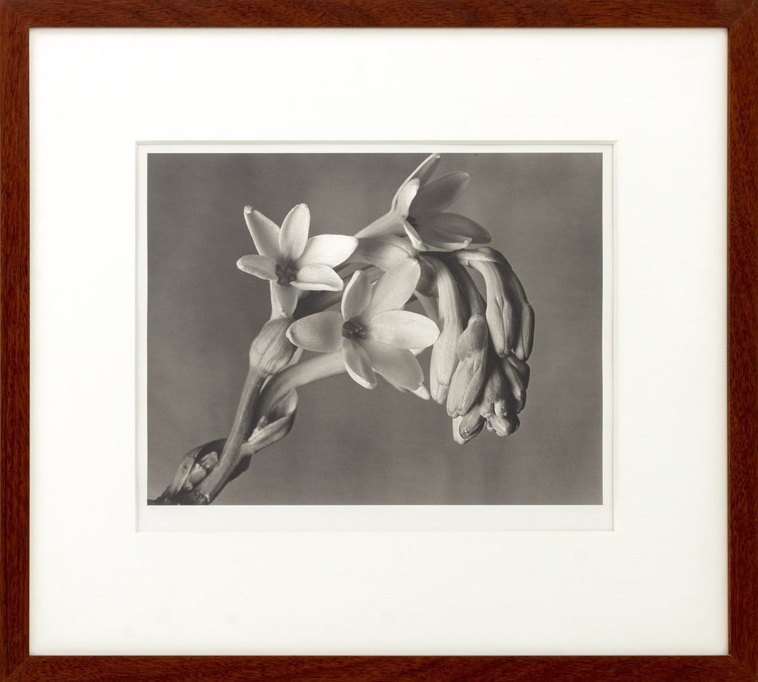 Imogen Cunningham "Tuberose" Carbon Print: Imogen Cunningham (American, 1883-1976), "Tuberose", Carbon Print on Arches Watercolor Paper, circa 1920, printed later, stamped signature and chop seal lower right, artist's estate label to the rever
