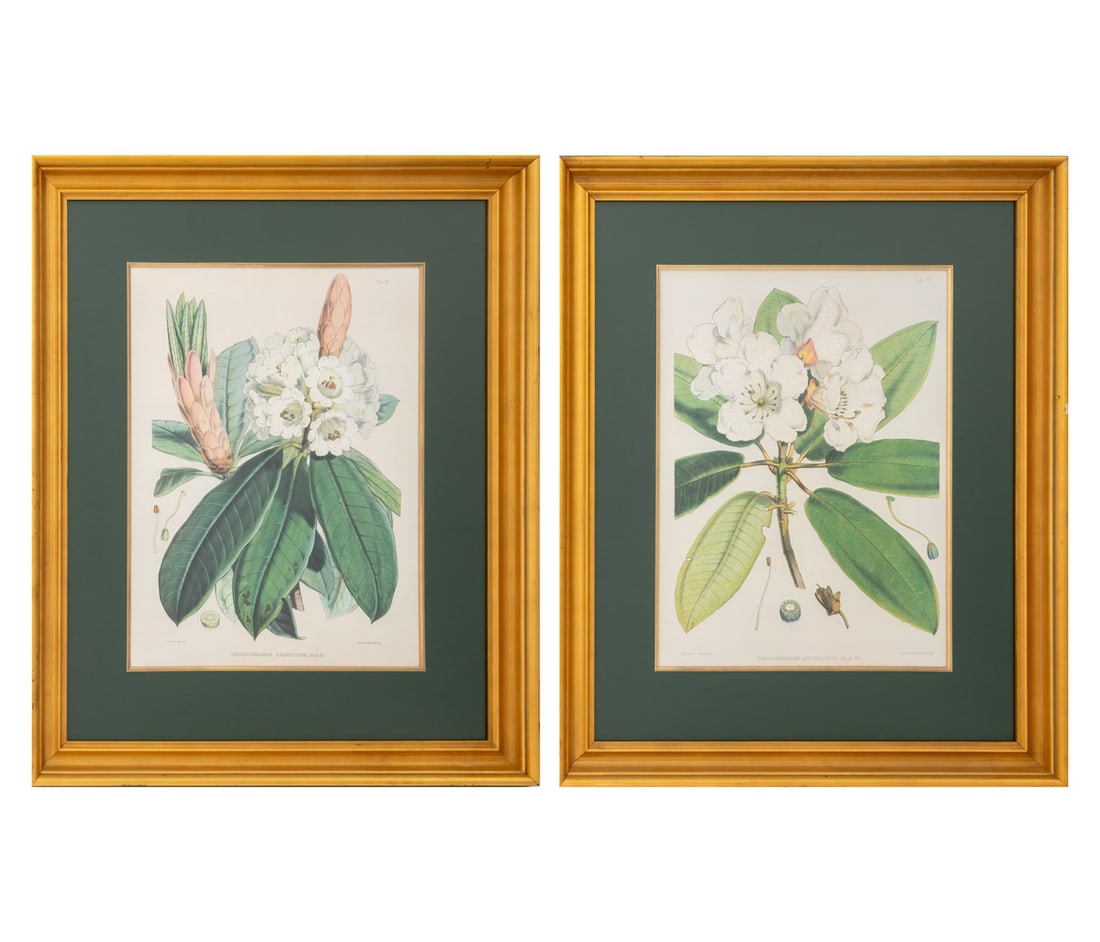 Walter Hood Fitch Botanical Offset Lithographs, 2 (1 of 16)