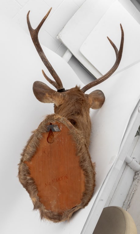 Javan Rusa Deer Trophy - 10