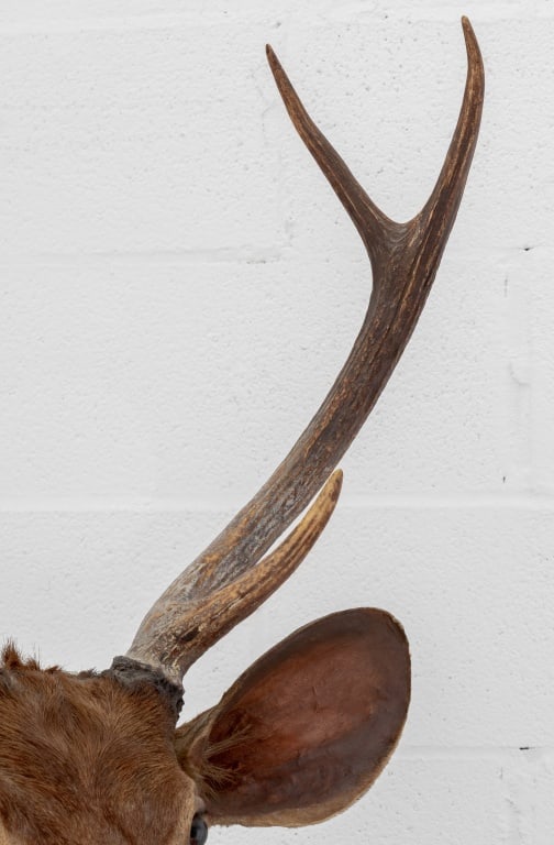 Javan Rusa Deer Trophy - 3