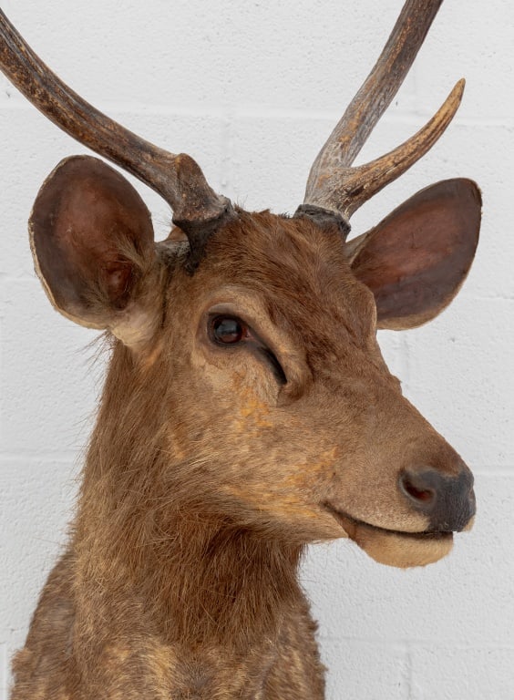 Javan Rusa Deer Trophy - 4