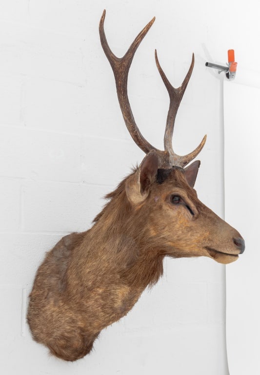 Javan Rusa Deer Trophy - 5