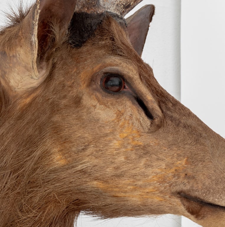 Javan Rusa Deer Trophy - 6