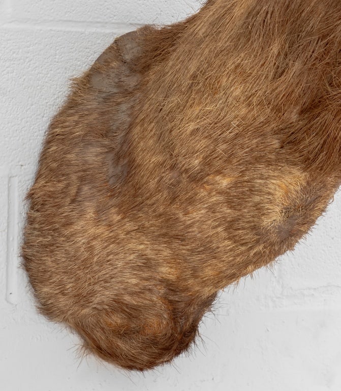 Javan Rusa Deer Trophy - 7