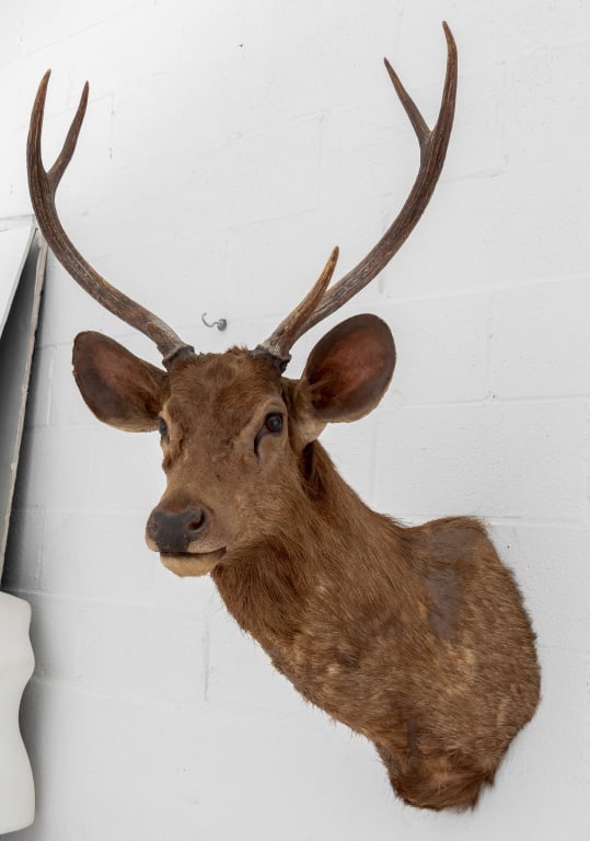 Javan Rusa Deer Trophy - 8