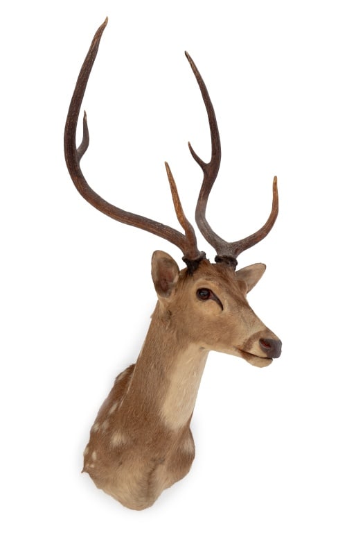 White-Tailed Deer Trophy: White-Tailed Deer Trophy, with six point antlers. 45.5" H x 19" W x 17.5" D. Provenance: From a multi-generation 5th Avenue Estate. Keywords: Stag, Taxidermy, Sporting, Hunting, Deer head, Wall