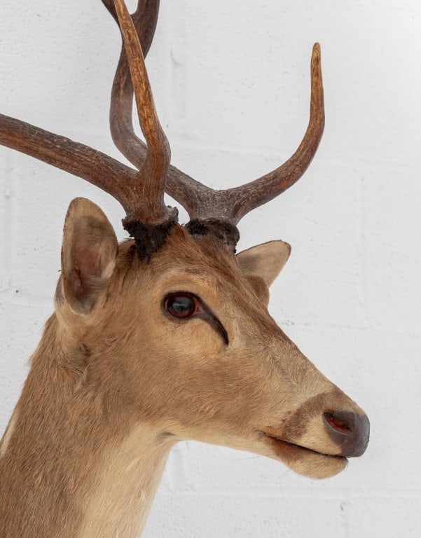 White-Tailed Deer Trophy - 2