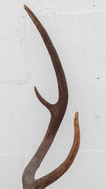 White-Tailed Deer Trophy - 4