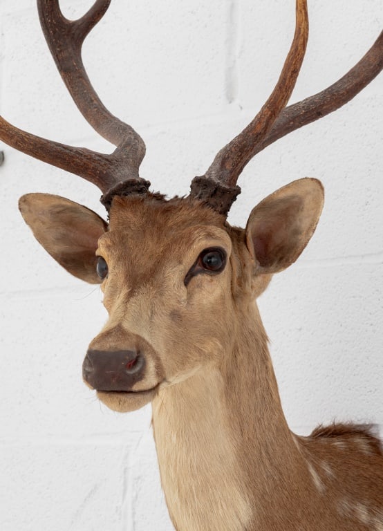 White-Tailed Deer Trophy - 5