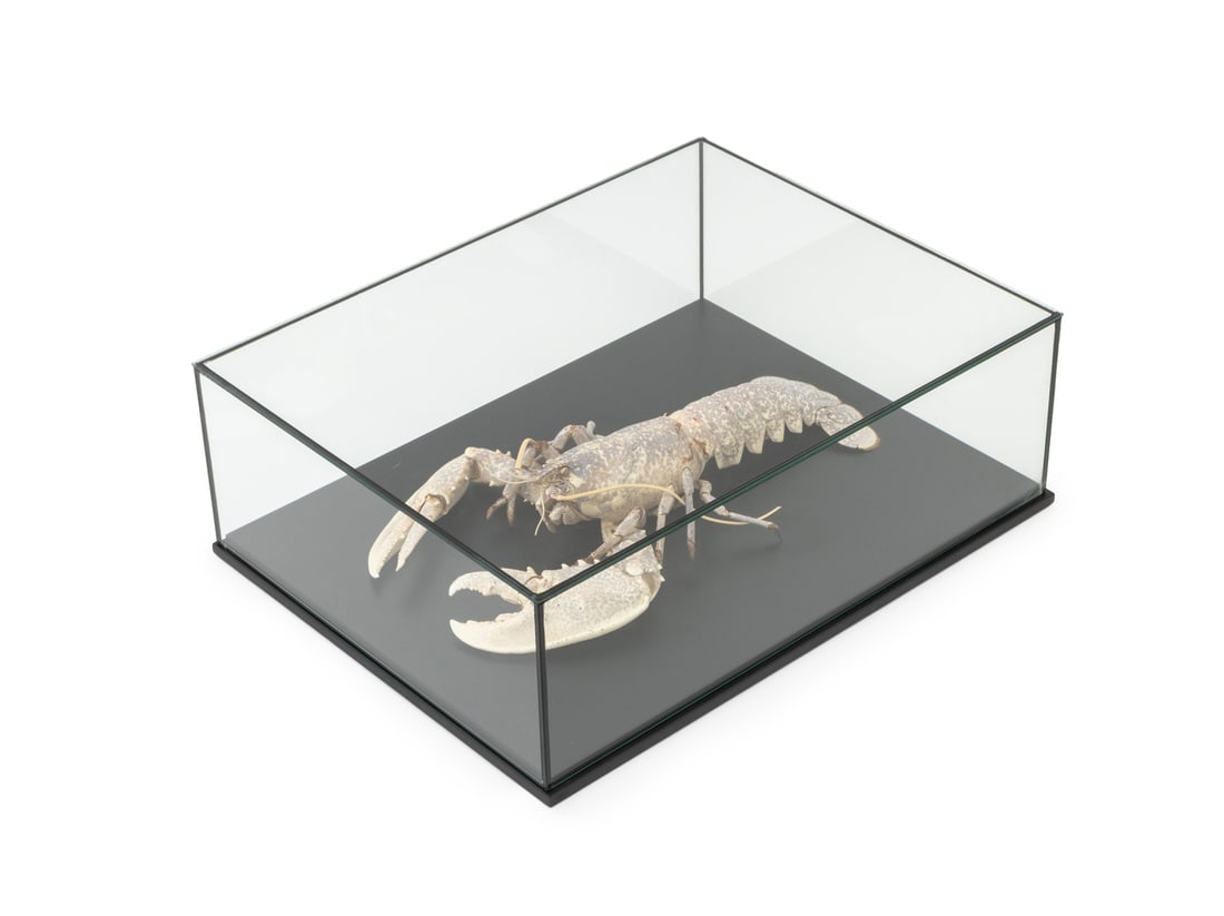 Rare Albino Lobster Specimen: Rare Albino Lobster Specimen, in a glass case. Case: 7.25" H x 20.25" W x 15.5" D. Provenance: From an East 53rd Street Collection. Keywords: Malacostracan decapod crustaceans, Taxidermy, Carcinology,