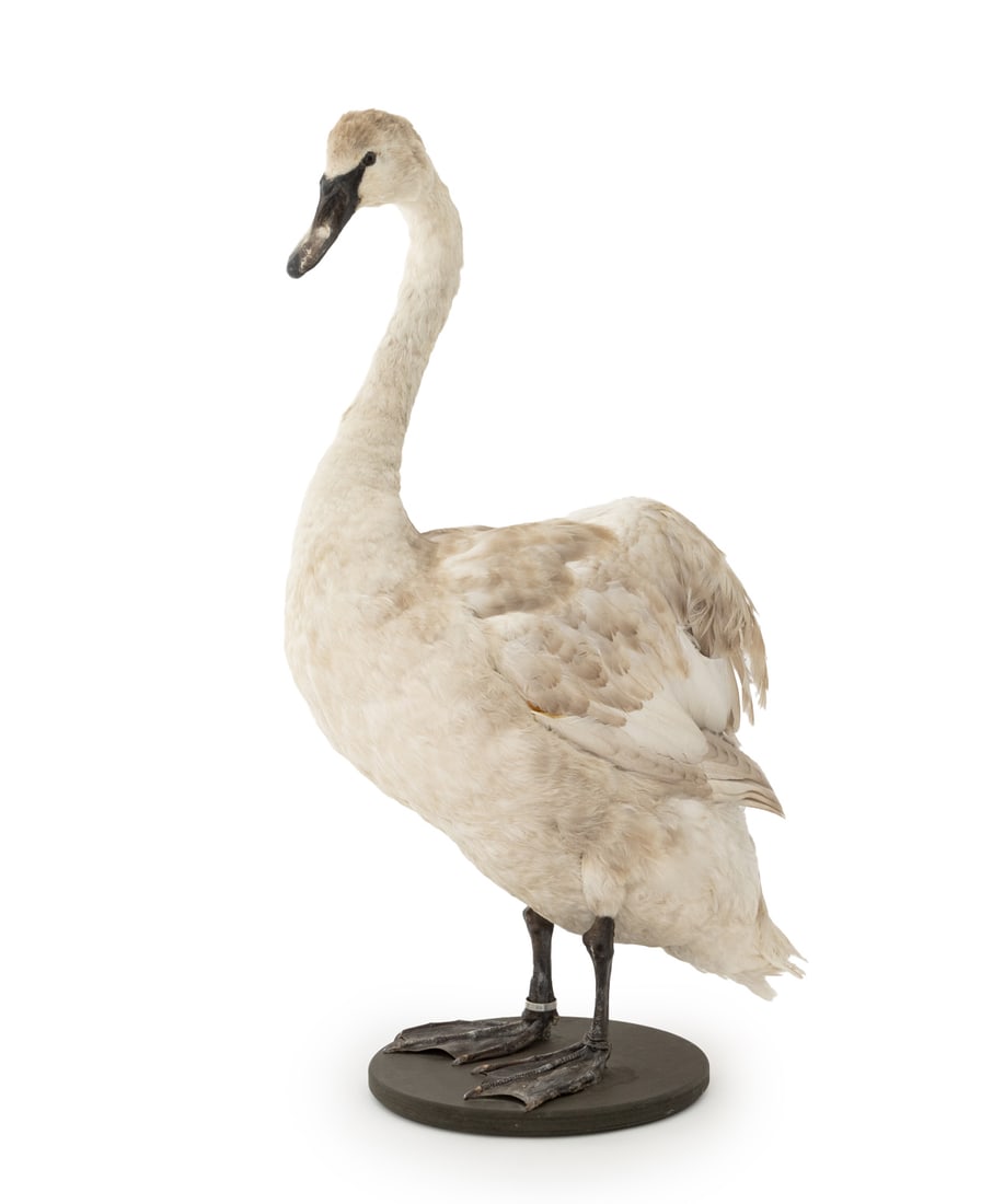 Mute Swan Taxidermy Specimen: Mute Swan Taxidermy Specimen, mounted on a fitted specimen. Overall: 36.5" H x 23" W x 13.25" D. Provenance: From an East 53rd Street Collection. Keywords: Cygnus olor, Hunting, Waterfowl, Birds, Orni