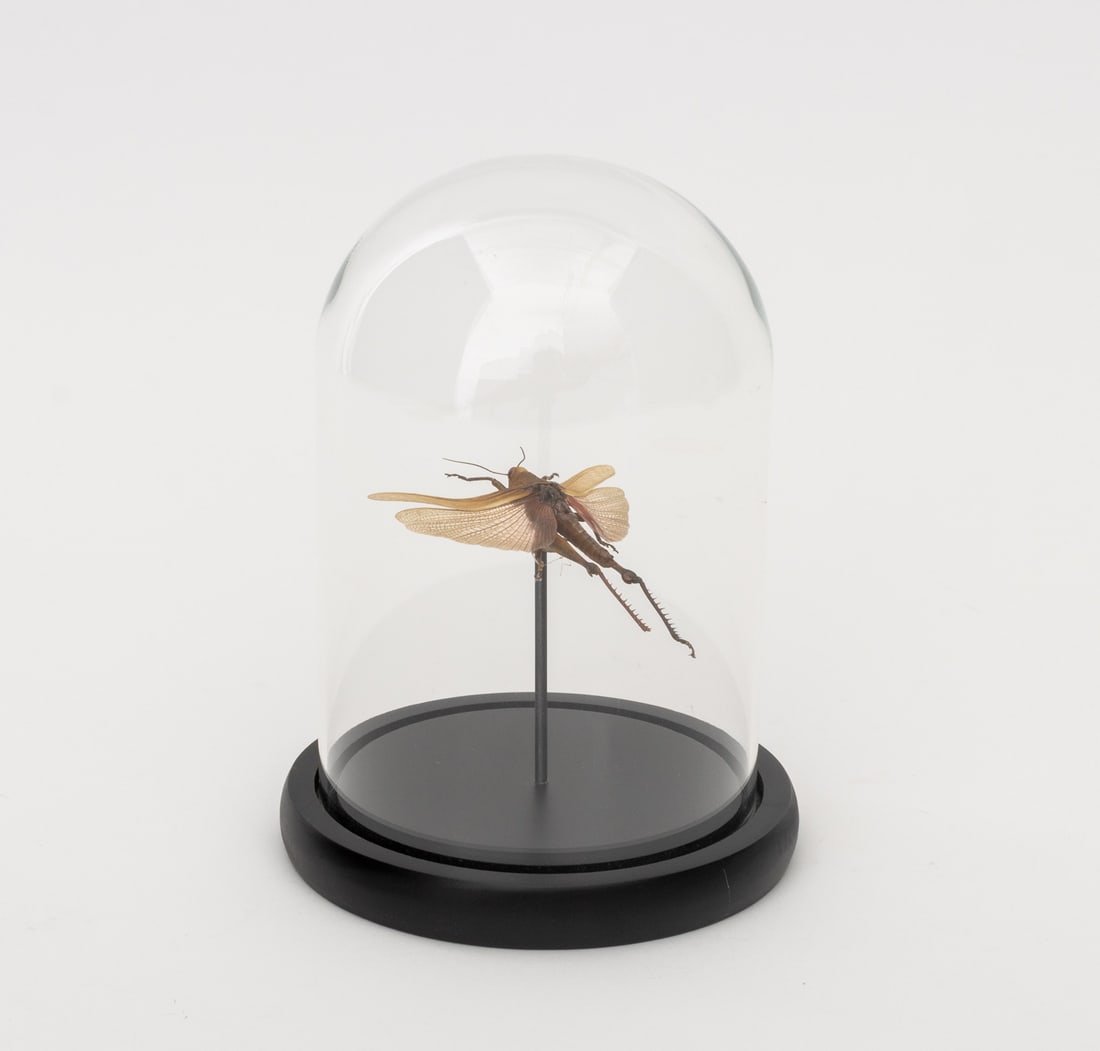 Insect Specimens, 2 - 3